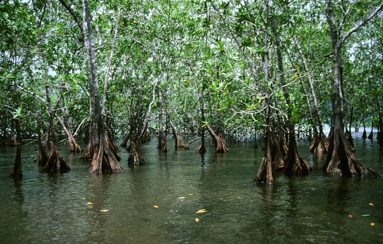 Pelliciera rhizophorae soil